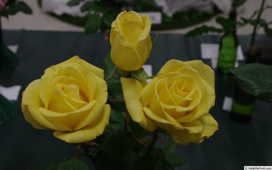 'Helmut Schmidt' rose photo