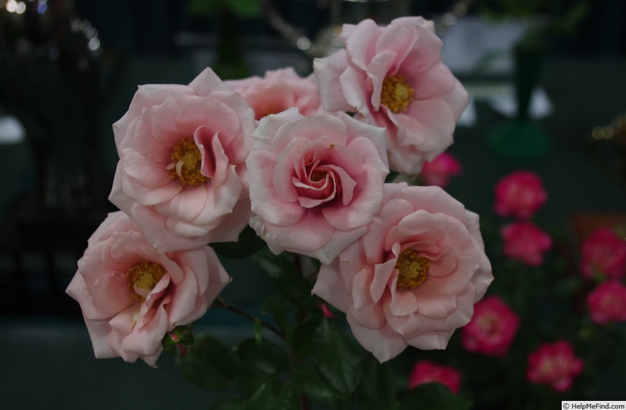'Tinkerbell (floribunda, Schuurman 1992)' rose photo