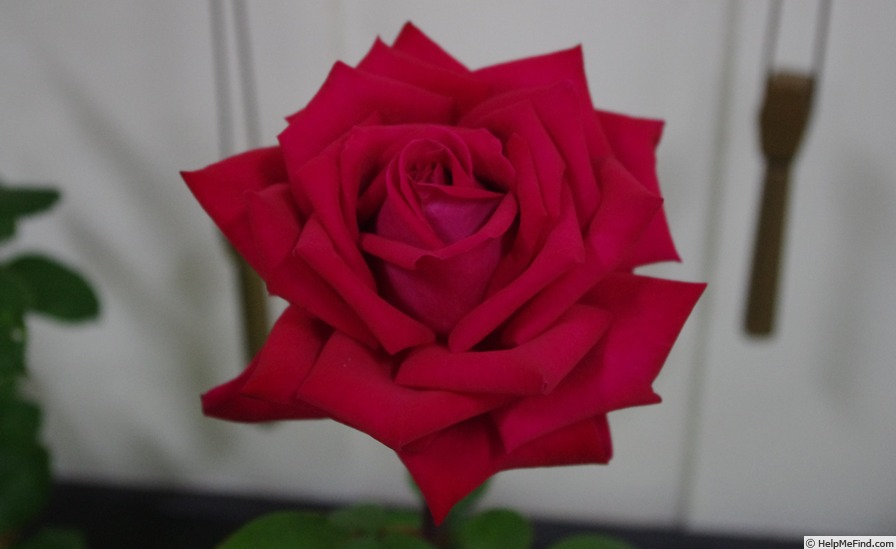 'Christian Dior' rose photo