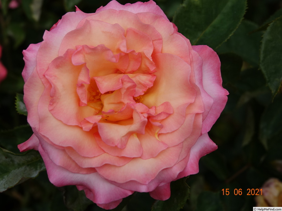 'Sweetheart (hybrid tea, Cocker, 1980)' rose photo