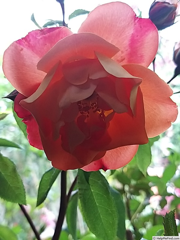 'René Descartes ®' rose photo