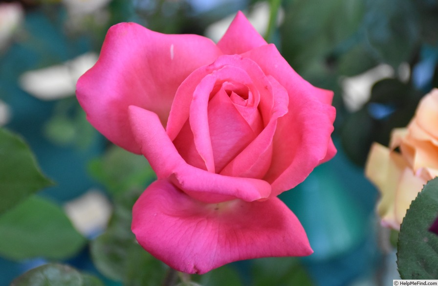 'Unconventional Lady' rose photo