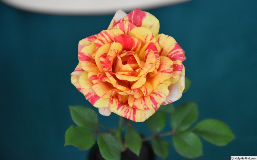 'Little Dragon' rose photo