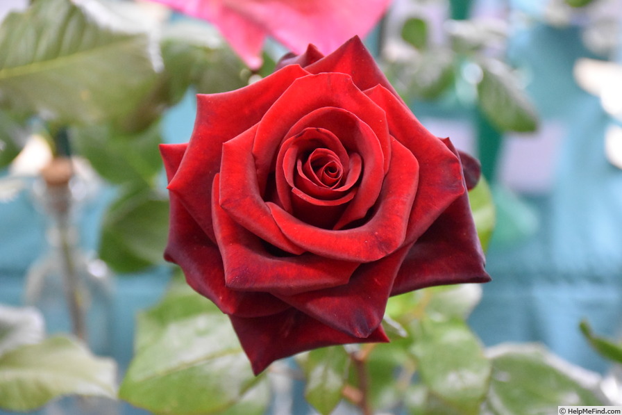 'Daniel Morcombe' rose photo
