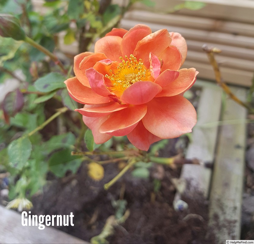 'Gingernut' rose photo