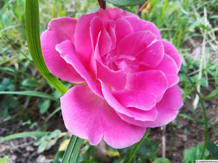 'Double Pink Killarney' rose photo
