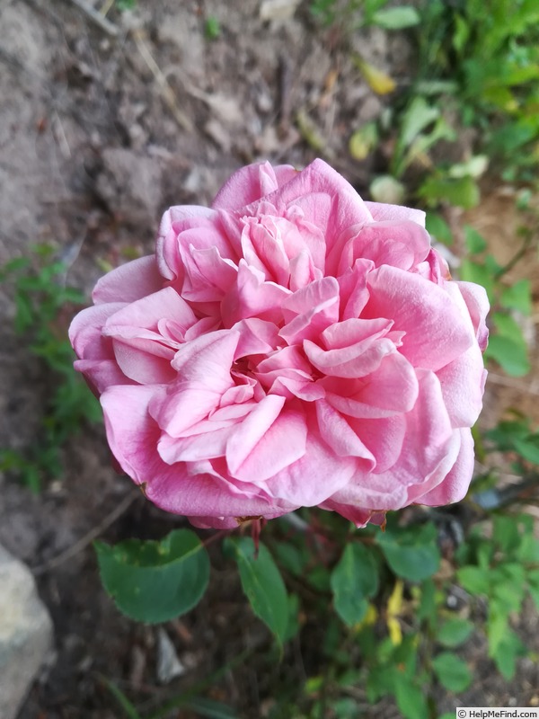 'Archiduc Joseph' rose, click to enlarge 'Archiduc Joseph' rose photo