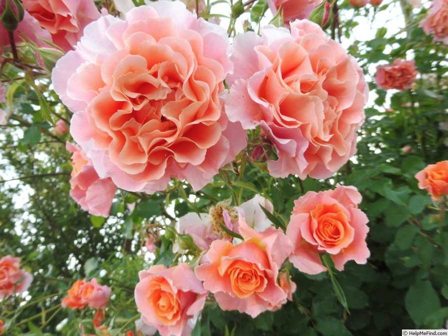 'Alibaba ®' rose photo