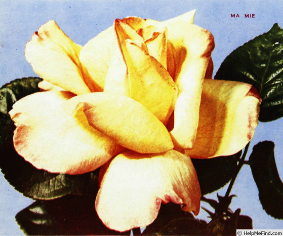 'Ma Mie' rose photo