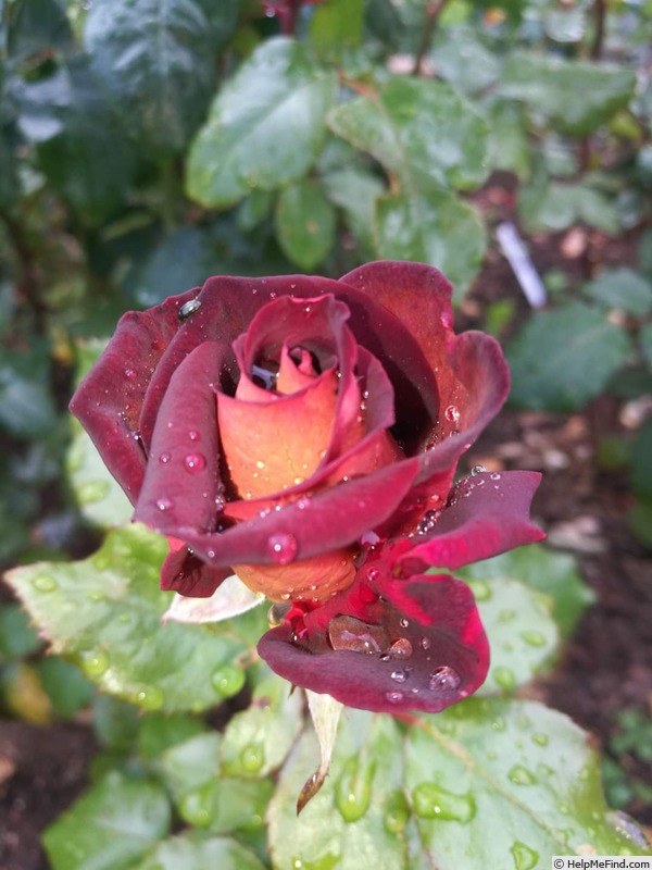 'Black Gold (hybrid tea, Meilland before 2008)' rose photo