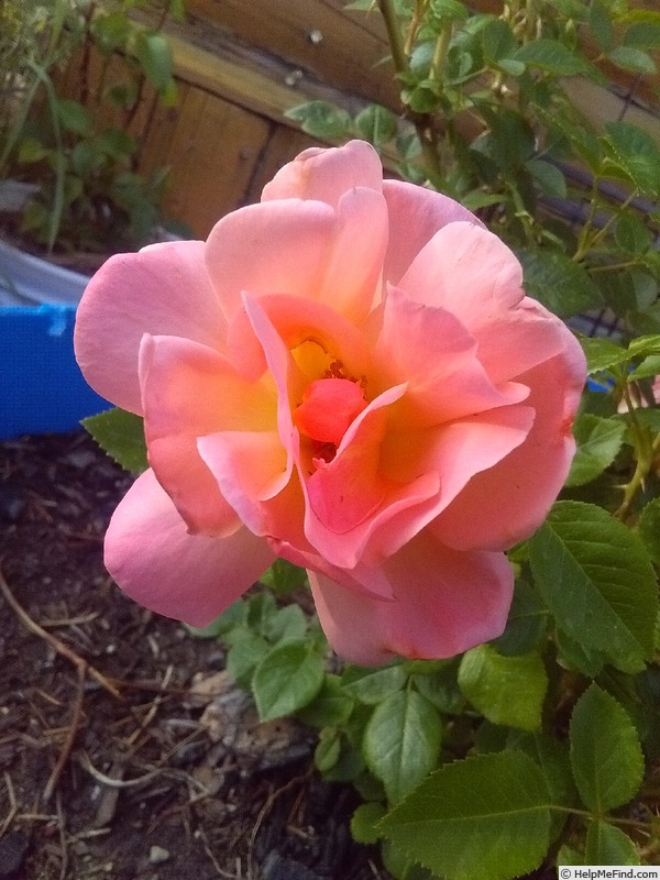 'Bright & Shiny ™' rose photo