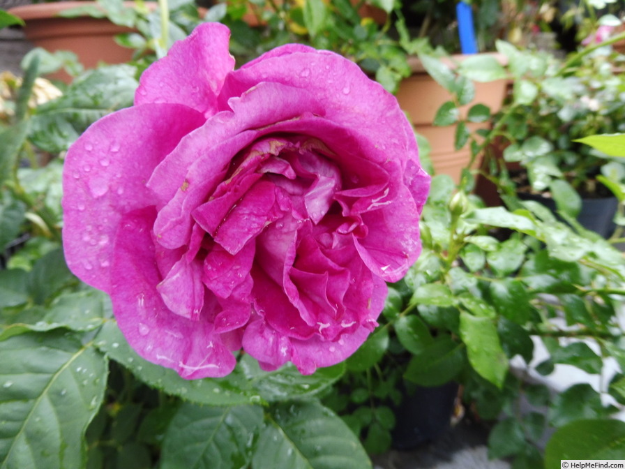 'Carmen Würth' rose photo