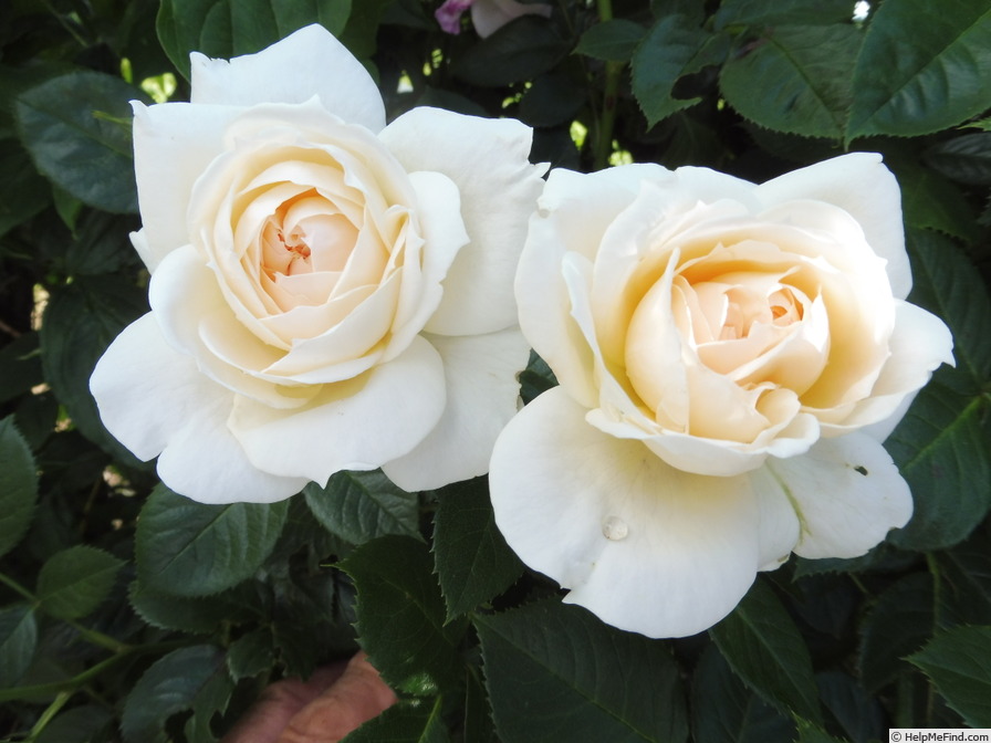 'Mon Jardin et Ma Maison' rose photo