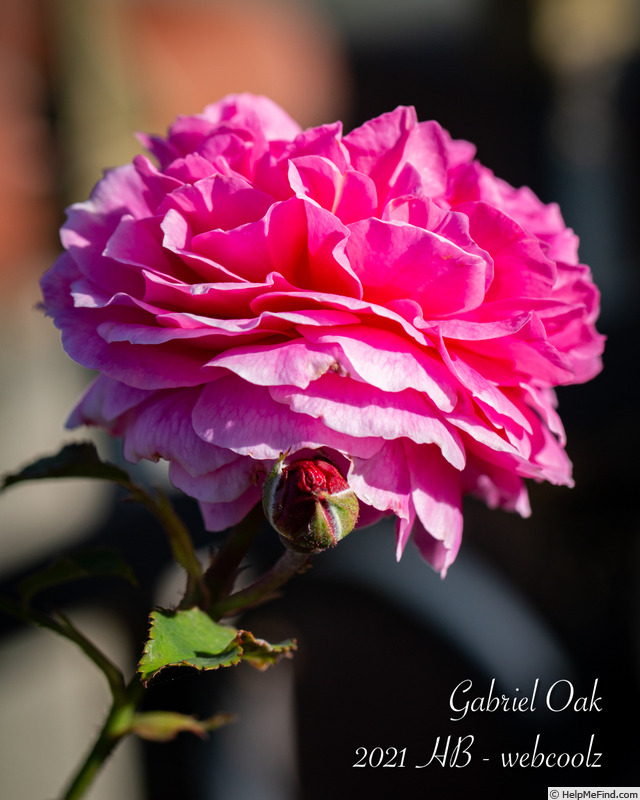 'Gabriel Oak ™' rose photo