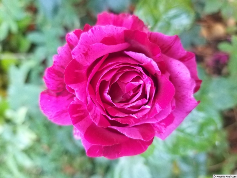 'Guillaume Gomez ®' rose photo