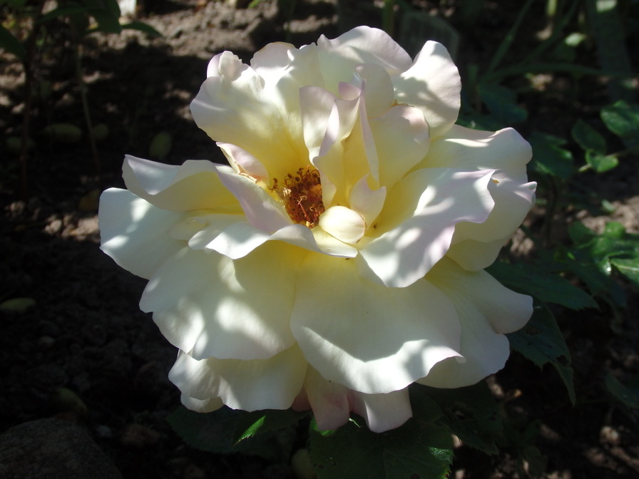 'Gloria Dei' rose photo