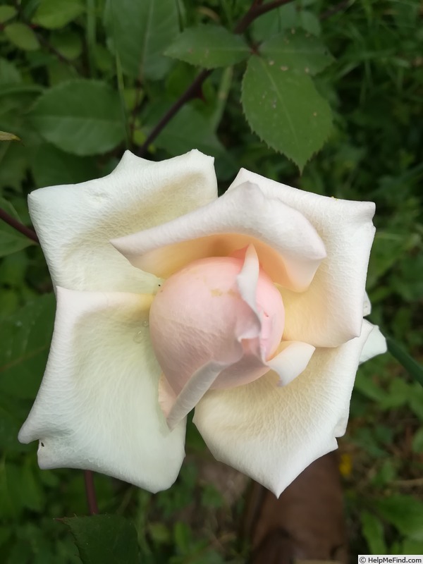 'Baronne Henriette Snoy' rose photo