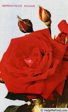 'Impératrice Rouge' rose photo