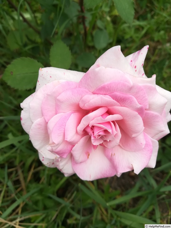 'Mevrouw Boreel van Hogelanden' rose photo