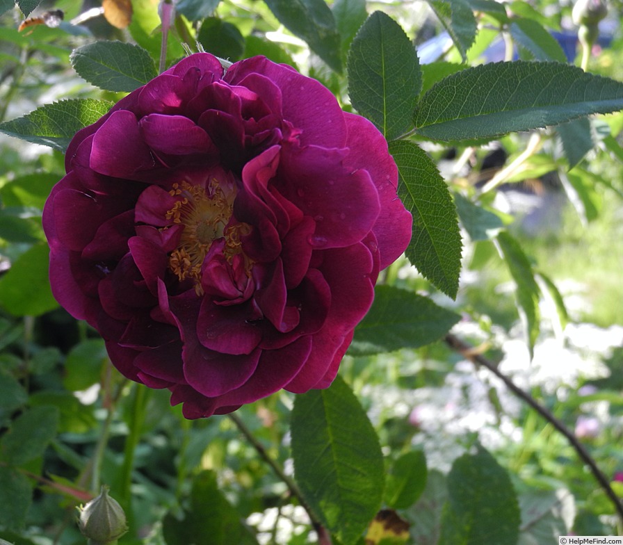 'Tuscany (Gallica, Unknown, before 1819)' rose photo