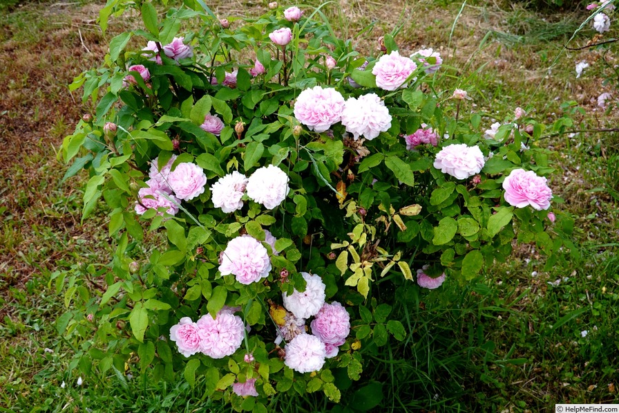 'Jacques Cartier' rose, click to enlarge 'Jacques Cartier' rose photo
