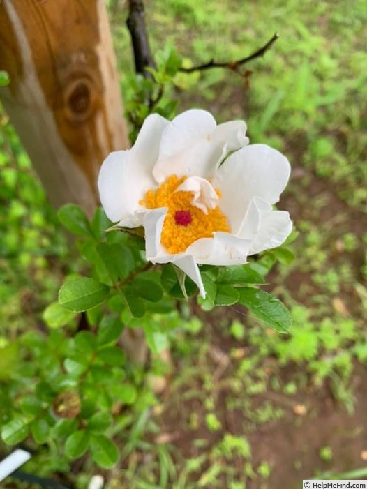 'R. bracteata' rose photo