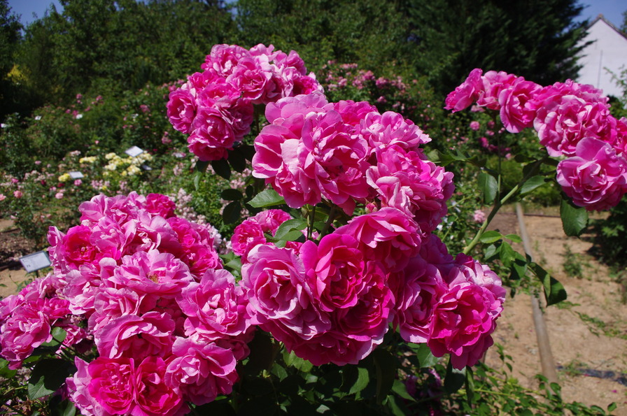 'RAJHRAD ROSE GARDEN & NATIONAL GENO ROSE BANK' , click to enlarge 'RAJHRAD ROSE GARDEN & NATIONAL GENO ROSE BANK'  photo