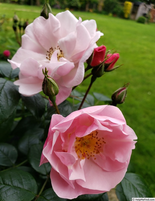 'Utopia ® (floribunda, Delbard 2012)' rose, click to enlarge 'Utopia ® (floribunda, Delbard 2012)' rose photo