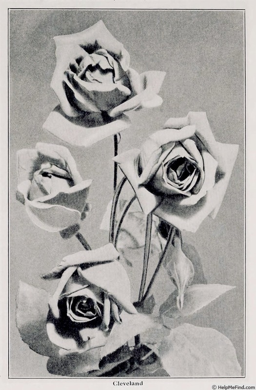'H. P. Pinkerton' rose photo