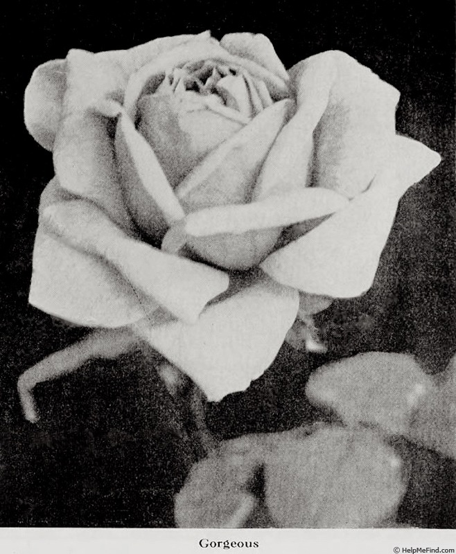 'Gorgeous (hybrid tea, Dickson, 1915)' rose photo