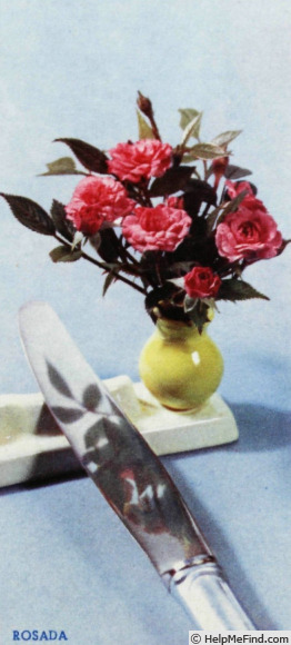 'Rosada (miniature, Dot, 1950)' rose photo