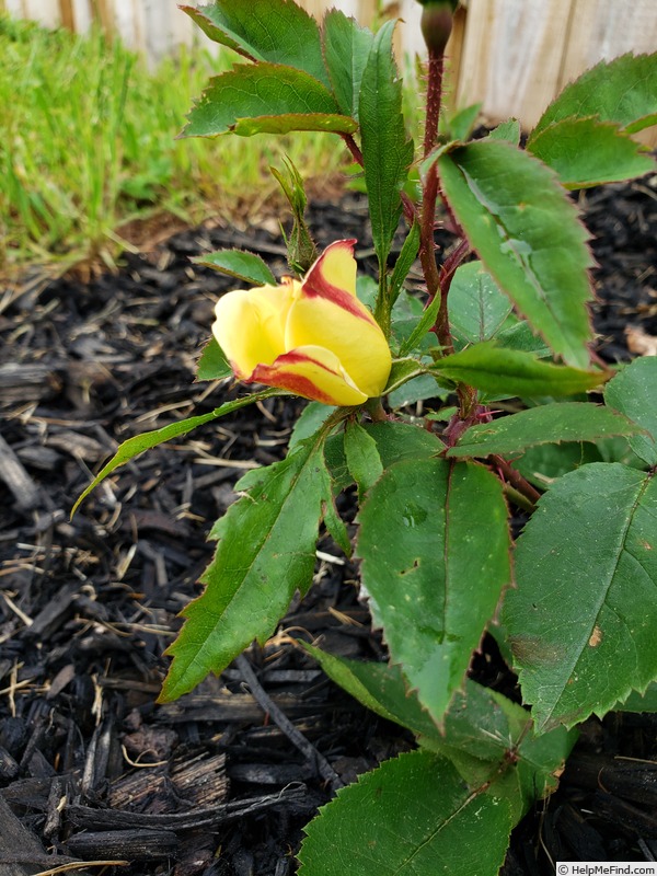 'RADpastel' rose photo