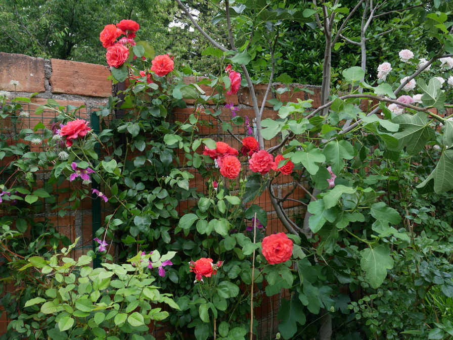 'Duftwolke ®' rose photo
