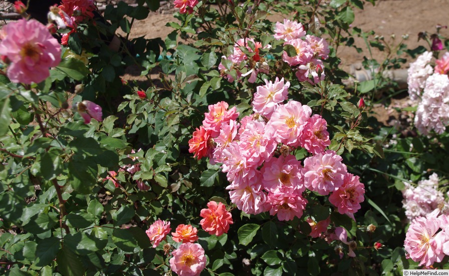 'Dukát (hybrid tea, Brabec, 1980)' rose photo