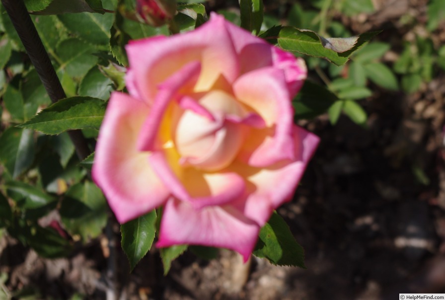 'Radka' rose, click to enlarge 'Radka' rose photo