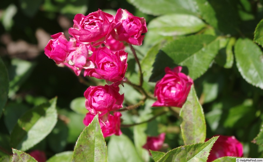 'Vlasta Burian' rose photo