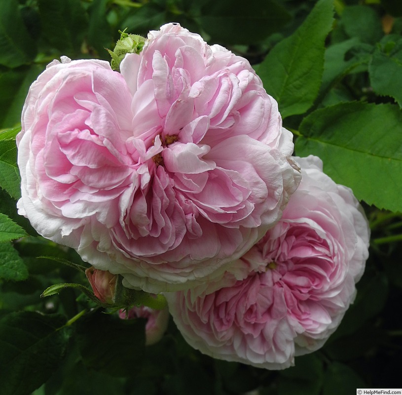 'Belle sans flatterie' rose photo