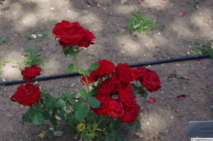 'Orava' rose photo