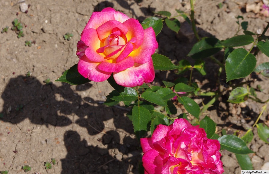 'Radka' rose, click to enlarge 'Radka' rose photo