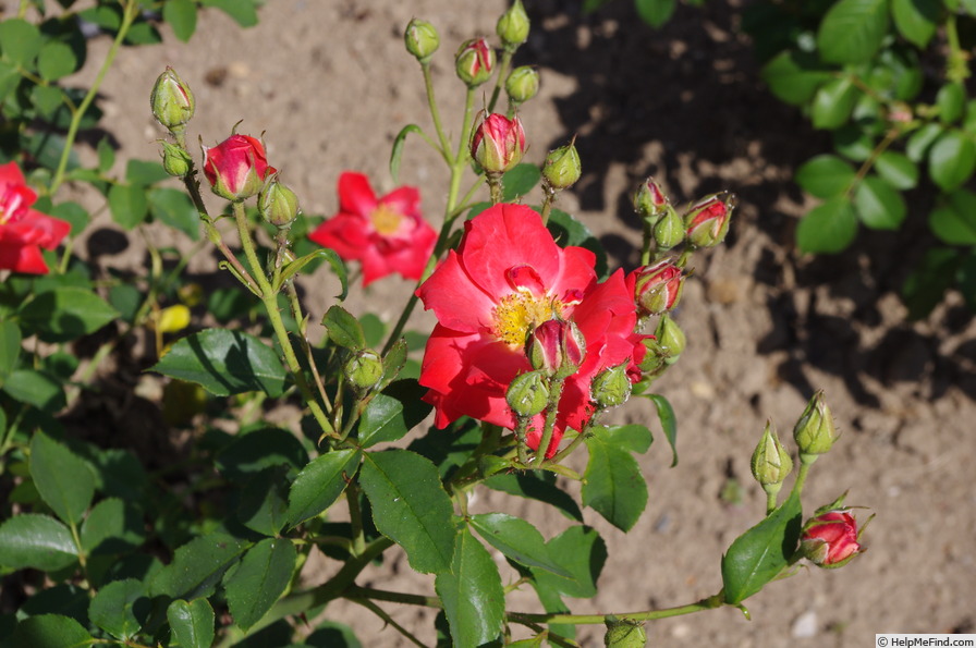 'Orange Sensation ®' rose photo