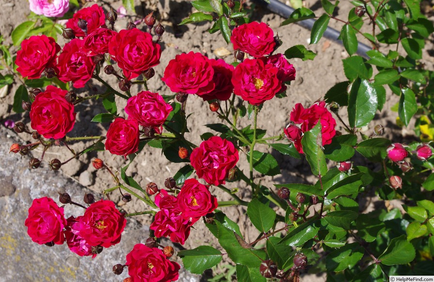 'Red Triumph' rose, click to enlarge 'Red Triumph' rose photo