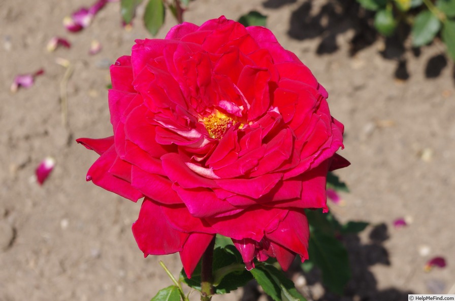 'Freiheitsglocke' rose photo