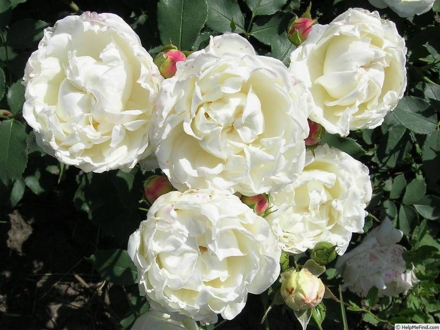 'Splendid (floribunda, Wagner, 1977)' rose photo