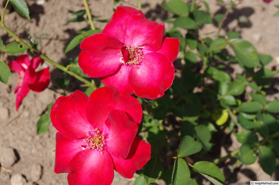 'Cocorico (floribunda, Meilland, 1950)' rose photo