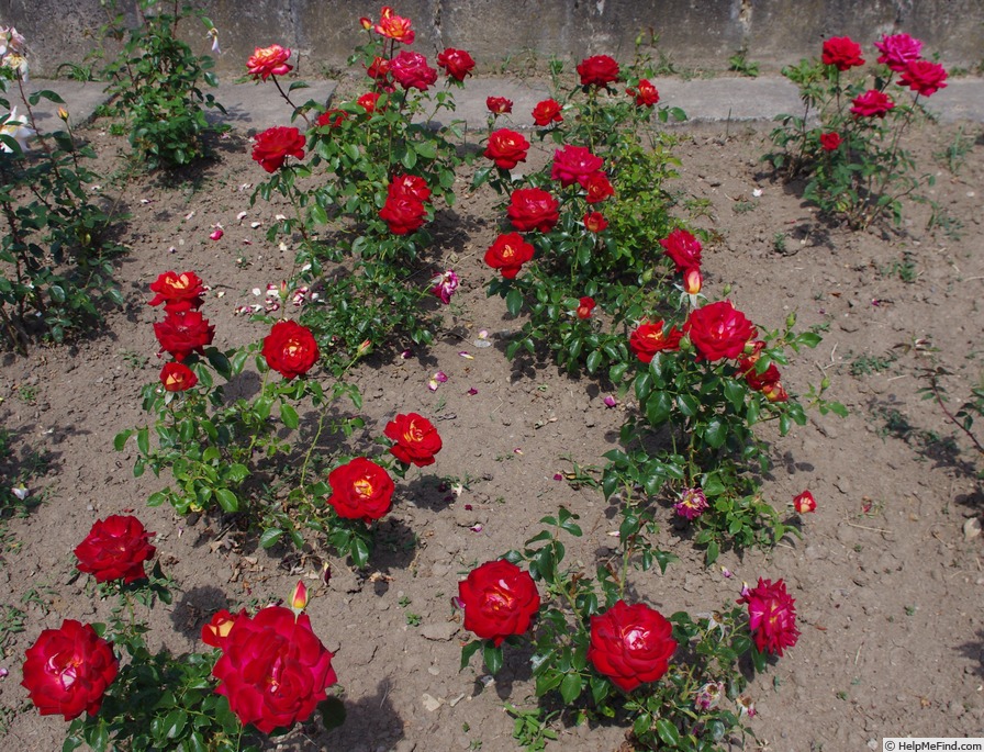 'Lovita (floribunda, Suzuki, 1985)' rose photo