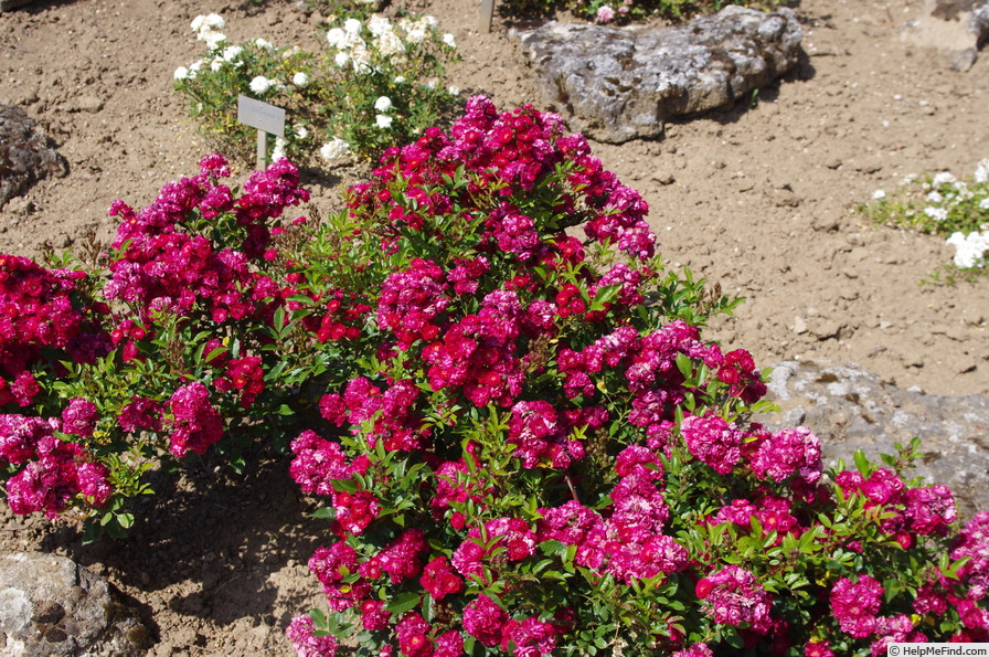 'Eberwein' rose photo