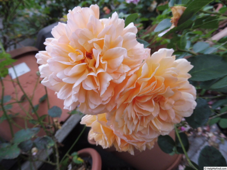 'Dame Judi Dench (shrub, Austin before 2017)' rose photo