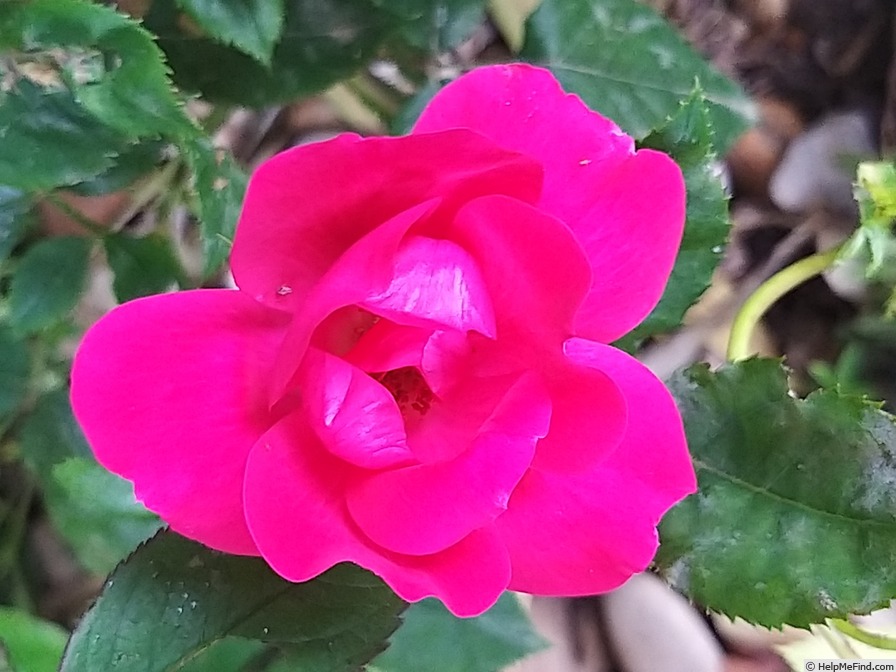 'Knock Out ®' rose photo
