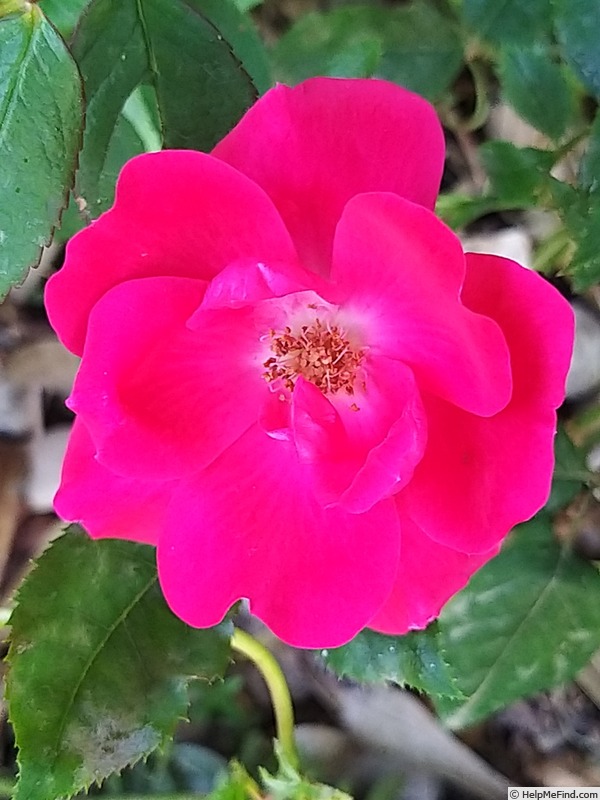 'Knock Out ®' rose photo
