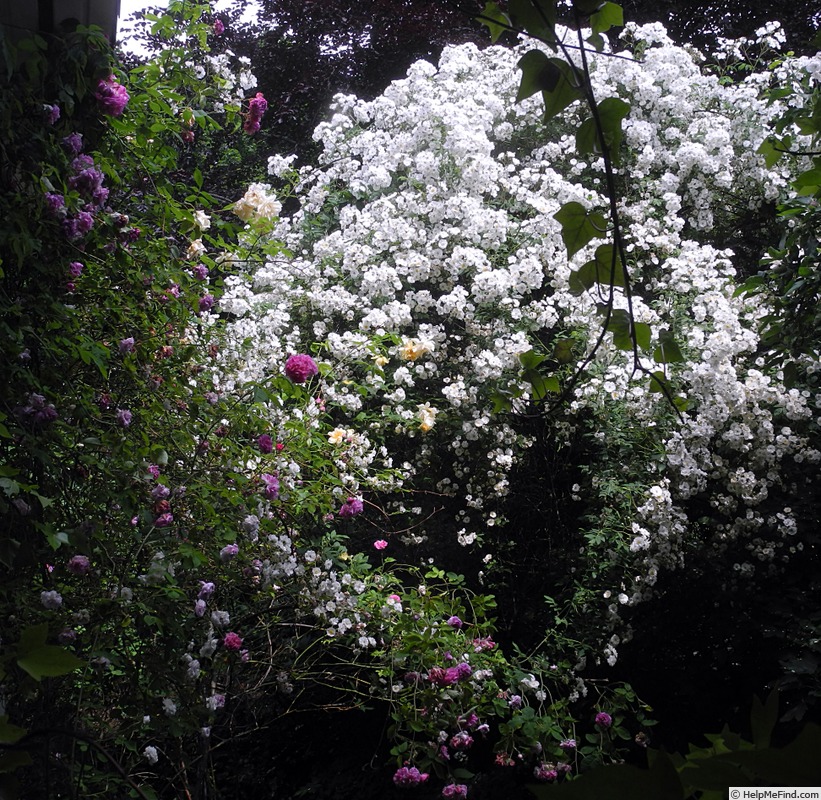 'Rambling Rector' rose photo